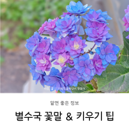 보라색 별수국 꽃말 화분 키우기 물주기 팁