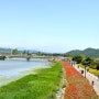 장성가볼만한곳) 장성인이 사랑하는 황룡강에서 열린 '황룡강길동무꽃길축제'