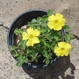 Oxalis Carnosa_사랑초 카노사