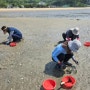 5월 가볼만한곳 인천 섬 바지락 조개 갯벌 체험 자월도 해루질