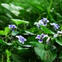 종지나물(Viola papilionacea Pursh)
