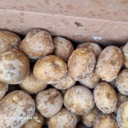 초보 농사꾼 텃밭농사 감자심는법 감자 잘 키우기