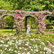 전남 여행 5월 꽃구경 장성 평림댐 장미공원