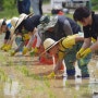 8개국 외국인 근로자들, 세종대왕릉 위토답에서 이색 손모내기 체험