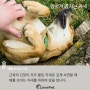 [강아지 잠자는 자세] 반려견 누울때 자세 포즈