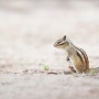 [한국 동물] 귀여운 다람쥐 / a cute squirrel