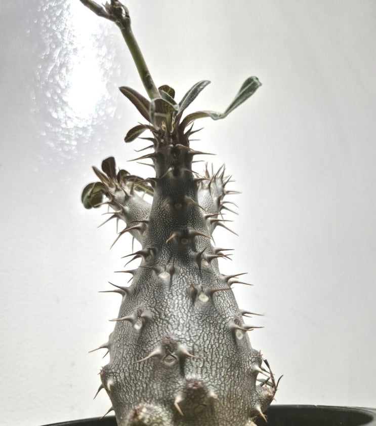 Pachypodium cactipes 칵티페스 : 네이버 블로그