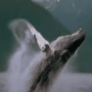 혹등고래 방울 그물망 사냥 특징