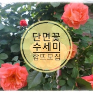 *긴급*단면꽃수세미🌸 함뜨모집