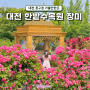 대전 한밭수목원 장미원 동원 꽃구경 실시간 개화