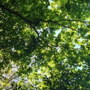 [서귀포] 맑은 하늘과 나무화 함께 걷기 좋은 곳 | 치유의 숲에서