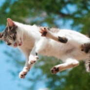 고양이는 어떻게 높은 곳에서 떨어질때 항상 네발로 착지할 수 있을까?