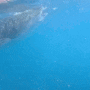 세부 고래상어 투어 로컬페이지 오슬롭 모알보알 내돈내산 솔직후기