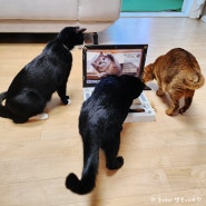 우리 집 고양이들에게 노트북 선물해 줬어요! 고양이 장난감 스크래처 후기
