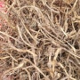 머위종근 마감 머위뿌리즙 머위뿌리건재 머위뿌리가루판매 머위뿌리효능 및 머위뿌리 파는곳