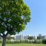 [대전 두번째 혼 여행일기] 해외 감성 피크닉 명소 들의공원 이팝나무🌳