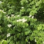 5 월에 피는 하얀색 봄꽃 산딸나무 열매,미산딸나무 차이점 이쁜 꽃말 예쁜꽃