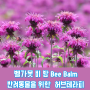 벨가못 비밤 Bee Balm 반려동물을 위한 허브 테라피