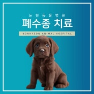강아지 폐수종 치료 케이스, 강남 논현 동물병원