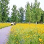 구미 5월 꽃구경 가볼만한곳 낙동강체육공원 금계국 명소 메밀꽃 만개 주말 나들이 아이와 걷기 좋은곳