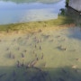 먹이에 길들여진 명암지의 물고기들