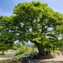 소선암 자연발생유원지에서 캠핑하고 두향리 500년 된 느티나무 만나기