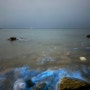 홍원항 :: 반짝거리는 아름다운 서해 야광충 // 장소, 시간