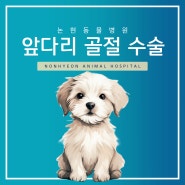 강아지 앞다리골절 수술 전문, 강남구 논현 동물병원