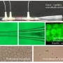 CJK 2024년 5월호 [박사학위 논문] 유리모세관 미세유체, 유중수 에멀전 이용한 마이크로바이오젤 원스텝 제조