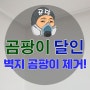 벽지 곰팡이 제거로 쾌적한 공간 만들기