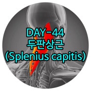 마두재활 DAY-44 두판상근(머리널판근, Splenius capitis) 일산체형교정