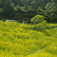 청주 5월 꽃구경 핫플레이스!! 추정리 유채꽃밭 인생 사진 포토스팟!