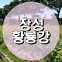 장성 황룡강 길동무 꽃길축제 개화현황 및 축제일정