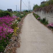 용인시 남사읍에 "한숲 꽃을 사랑하는 사람들"이 만든 꽃길에는 꽃향기가 진동한다.