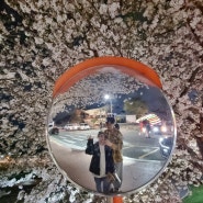 24.04.01 - 04.07 : 꽃피는 봄이 오면