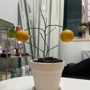오렌지레몬나무 열매 수확 & 새싹