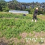[옹진군-덕적도] 시다맘빠 텃밭이야기 16 / 감자밭 잡초 뽑기
