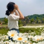 제주도 5월 가볼 만한 곳 샤스타데이지, 하늘연못 등의 돌 문화공원