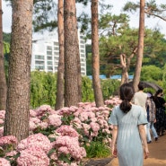 2024 공주 유구색동수국정원 꽃축제 주차 및 기본정보 정리