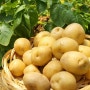 감자 수확시기 효능 하지감자 씨감자 싹난감자 추비 재배 모종 심는 방법 키우기 감자꽃 따기 순치기
