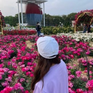 올림픽공원 장미광장 + 들꽃마루 : 장미 / 양귀비꽃 / 유채꽃 구경했다!