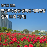경기도 김포 - 한강호수공원 장미원 개화현황 장미 보러 오세요!