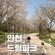 인천 벚꽃 명소 드림파크 야생화단지 벚꽃구경
