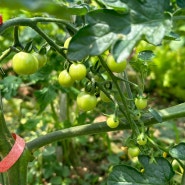 텃밭일기 : 아기 토마토가 한 가득