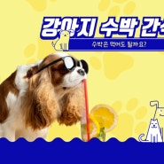 반려동물영양)강아지 수박의 효과/강아지 수박 주의점