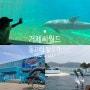 돌고래 벨루가 공연 볼수있는 거제 씨월드 (할인정보)