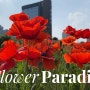 [베라영상] 열린송현녹지광장 꽃잔치