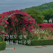 [강원도] 5월 국내여행 아이와 가볼만한 곳 삼척 오십천 장미축제 장미공원