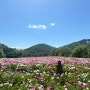 [경기 여주] 넓은 작약 꽃밭을 맘껏 누릴 수 있는 여주 가나다 농원
