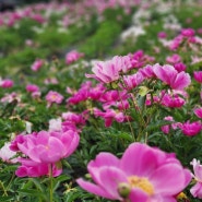 제천 시골학교캠핑장 앞 작약꽃 우연히 봄